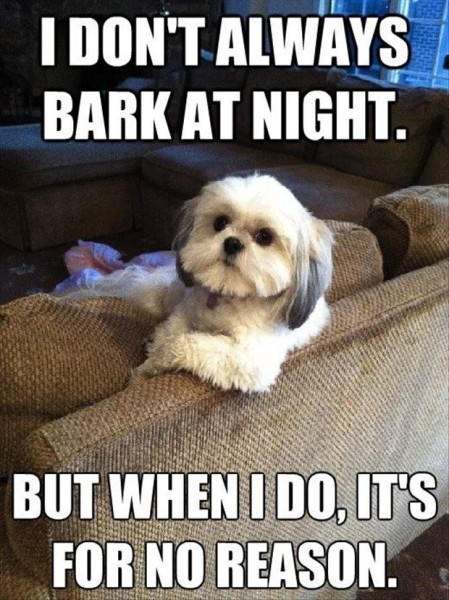 doggy