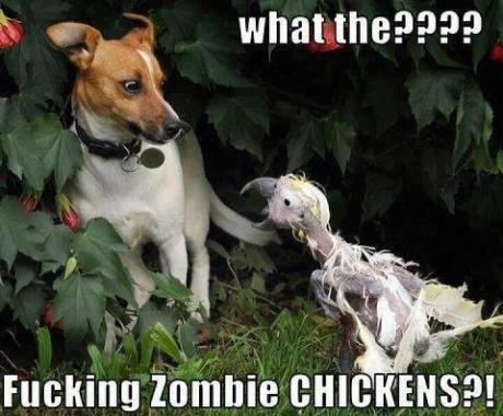 Funny-dog-Zombie-chicken