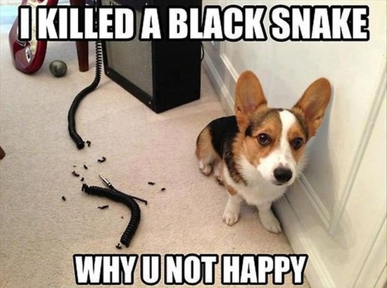 Funny-dog