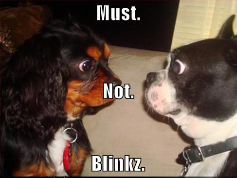 funny-dog