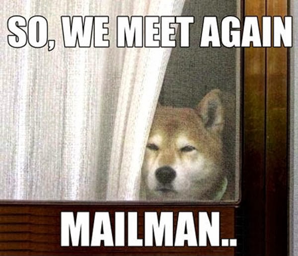 funny-dogs