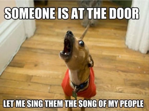 funny-dogs