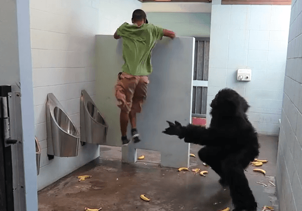 Escaped Gorilla Caught In Washroom, Frightened People Run And Jump For Rescue RVCJ Media