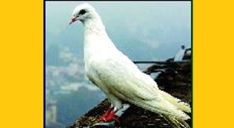Pigeon Spying In Gujarat, Found With A Chip, Security Alert! RVCJ Media