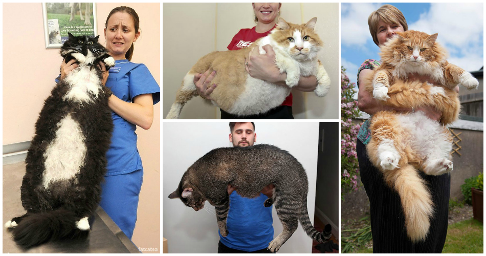 These 15 Of The World's Biggest Pet Cats Ever Are Just Amazing RVCJ Media