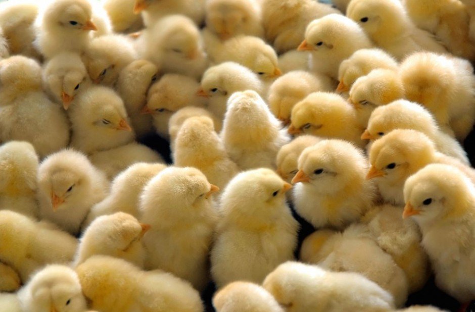 ChickenSexer940x618 RVCJ Media