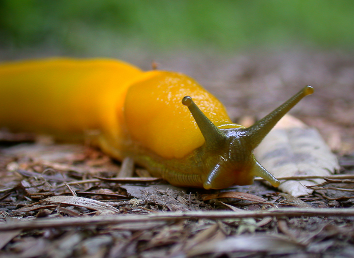 slowest dinosaur