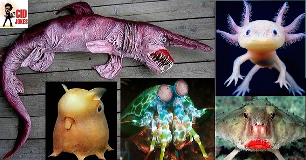 27 Most Strange & Weirdest Animals Of The World You'd Have Never Heard Or  Even Imagined Before - RVCJ Media