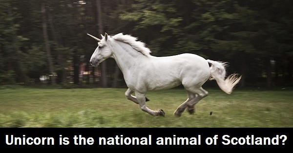 11 Most Interesting National Animal From 11 Different Countries We Bet You Didn't Know - RVCJ Media 11 Most Interesting National Animal From 11 Different Countries We Bet You Didn't Know - RVCJ Media