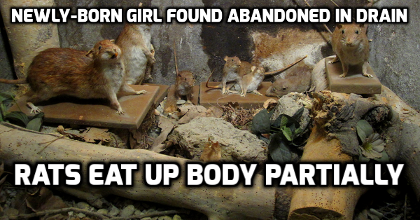 Newly-Born Girl Found Abandoned In Drain; Rats Eat Up Body Partially RVCJ Media