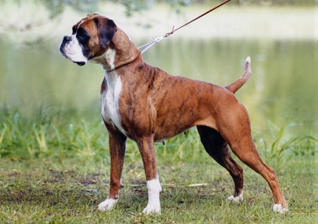 10 Most Dangerous Dog Breeds That Can Even Kill Their Owners