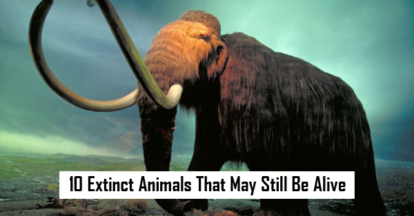 10 Extinct Animals That May Still Be Alive - RVCJ Media