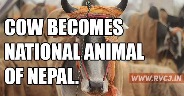 Nepal Declares Cow As Their National Animal. RVCJ Media