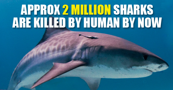 10 Crazy Facts About Sharks That Will Change Your Concept Towards This Creature RVCJ Media