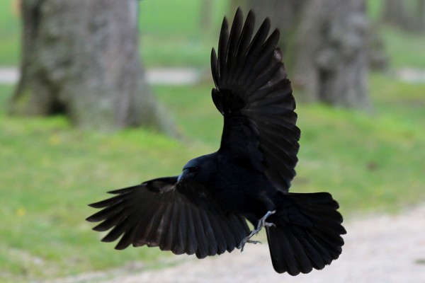 bird_312___flying_crow_by_momotte2stocks-d6r5tvp
