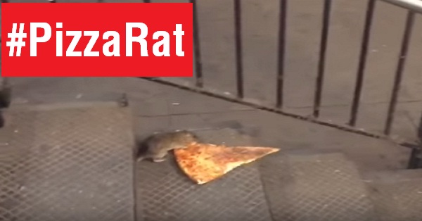 This Video Of A Rat Carrying A Slice of Pizza Will Make Your Day RVCJ Media