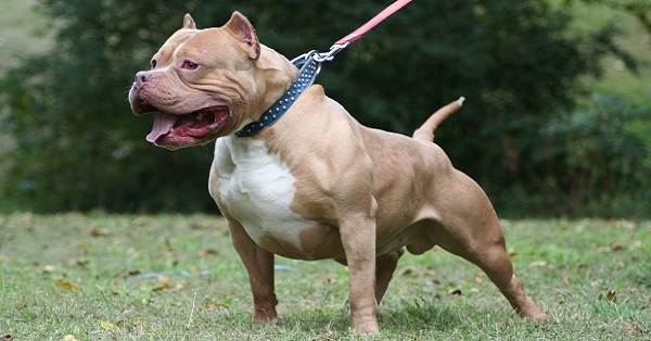 10 Most Dangerous Dog Breeds That Can Even Kill Their Owners RVCJ Media