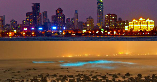 Mumbai Beach Witnesses The First Ever Bioluminescent Waves.. It's Just WOW. RVCJ Media