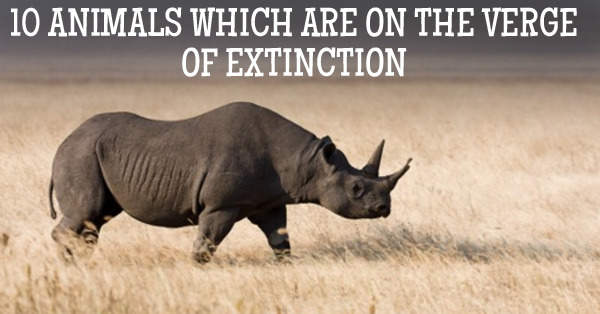 10 Animals That Are At The Verge Of Extinction And You Never Knew They Ever Existed! RVCJ Media