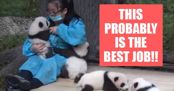 BEST JOB FOUND: Become A Panda Hugger & Get A Salary For It… RVCJ Media