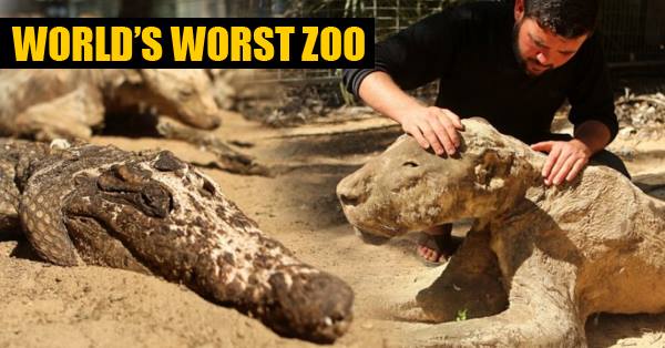 17 Pics Of World's WORST ZOOS Where Animals Are Starved To Death &  Mummified - RVCJ Media