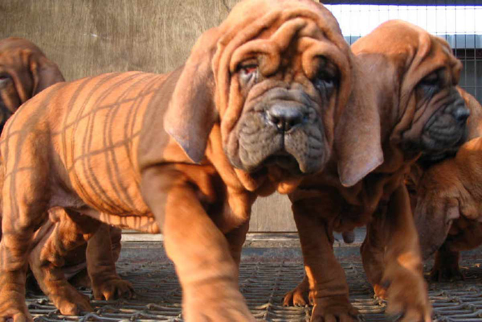 The Cost Of This Dog Is No Less Than The Price Of A Luxury Villa! Check It Out!