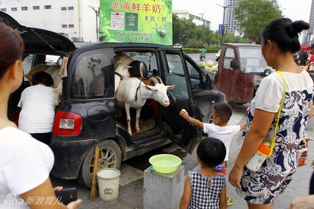 Milk sisters. Car Goat.