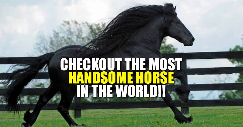 Even You Wouldn’t Have A Huge Fan Following As This Horse ! Meet The Handsomest Horse Ever