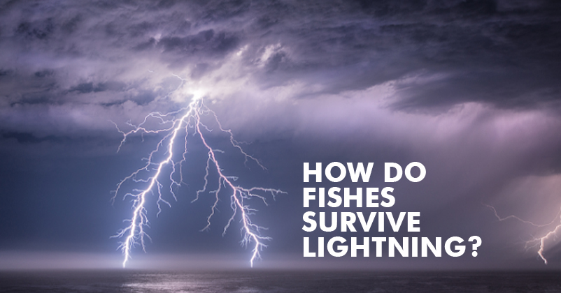 This Is The Reason Why Fish Don't Die When Lightning Strikes The Sea RVCJ Media