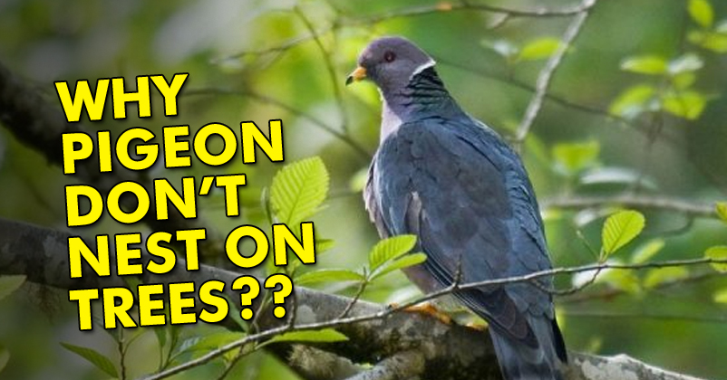 Ever Wondered Why Don't Pigeons Nest on Trees ? Well Here Are The Possible Answers ! ! RVCJ Media