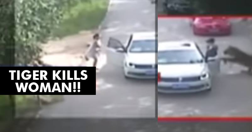 After Heated Argument With Husband, Woman Got Out Of Car And Got Killed By Tiger! Watch Video!