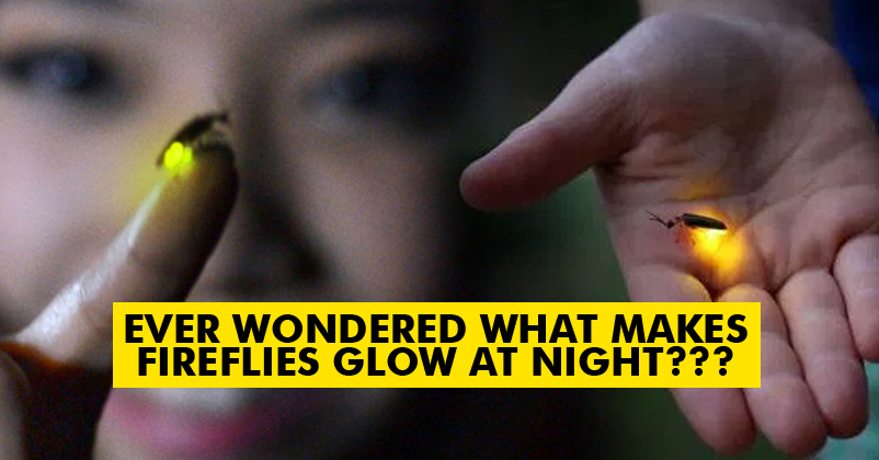 Ever Wondered Why Fireflies Glow During Summer Nights? Here's The Exact Reason! RVCJ Media