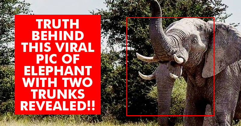 This Elephant With Two Trunks Is Going Viral And It's Not Photoshopped! RVCJ Media