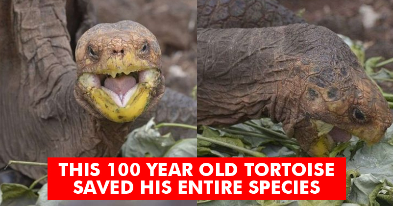 This Old Tortoise Saved His Species From Extinction By Doing This... RVCJ Media