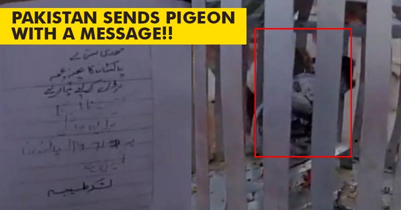 Pakistani Spy Pigeon With Threatening Note Arrested! You Can't Miss Out Twitter Reactions! RVCJ Media