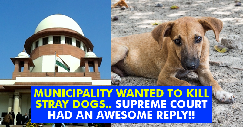 Supreme Court Had An Epic Response To The Petition Of Killing Stray Dogs! Faith Restored! RVCJ Media