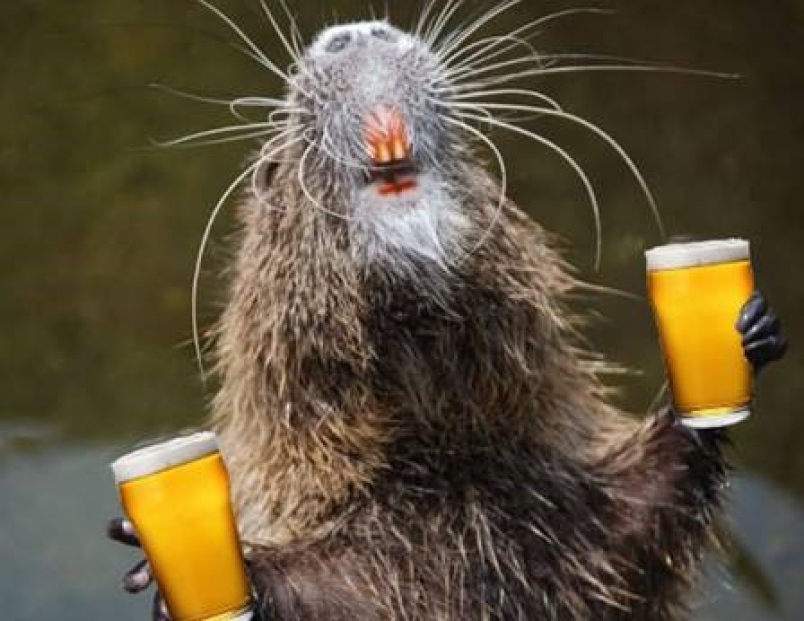 rats drinking alcohol RVCJ Media
