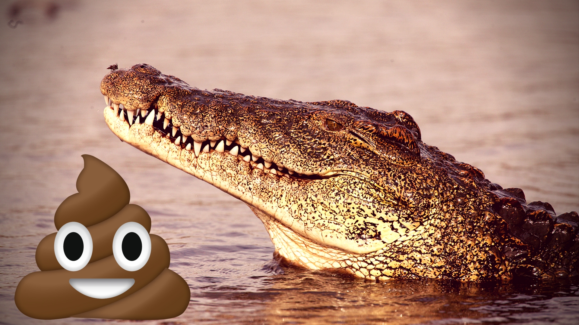 crocodile.jpg