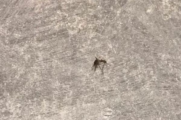 Twitter Banned Man For Tweeting Death Threats To A Mosquito! Seriously? 2 Twitter Banned Man For Tweeting Death Threats To A Mosquito! Seriously? - RVCJ Media
