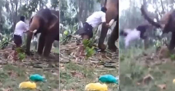Baahubali Fan Tried To Recreate Iconic Scene & Climbed On Elephant’s Trunk, Stunt Went Epic Wrong - RVCJ Media