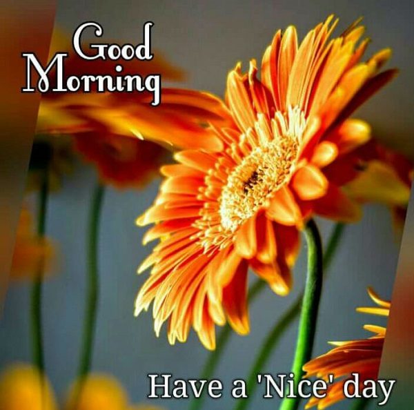 Whatsapp Freezes As Indians Are Sending Millions Of Good Morning Messages Daily 2 WhatsApp Freezes As Indians Are Sending Millions Of Good Morning Messages Daily - RVCJ Media
