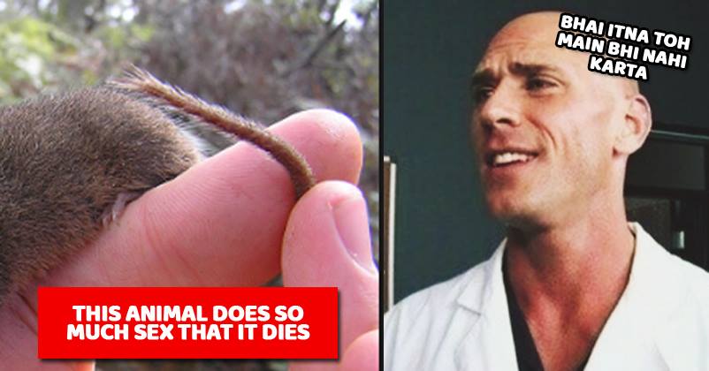 Here's All About The Little Mammal Who Is So Hungry Of Sex That He Exhausts Himself To Death RVCJ Media