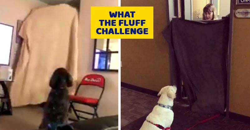People Are Playing “What The Fluff” Pranks On Dogs. You Can’t Miss