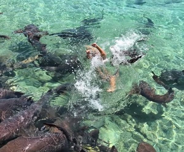 Model Wanted To Click Pics With Sharks And Started Swimming With Them. What Followed Is Scary 4 Model Wanted To Click Pics With Sharks And Started Swimming With Them. What Followed Is Scary - RVCJ Media