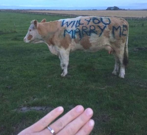 This Man Proposed His Girl By Writing Message On Side Of Cow. See How Girl Replied - RVCJ Media