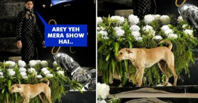 A Stray Dog Hijacked The Ramp During Sidharth Malhotra's Show, Netizens Are Loving It. RVCJ Media