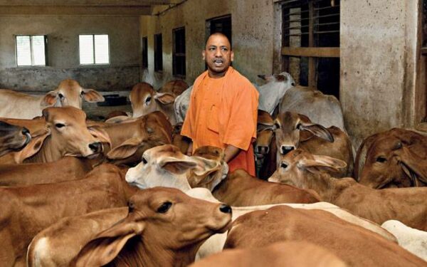 Yogi Adityanath Has Cleared 'Cow Cess' For Stray Cows, But Twitter Is Not Too Happy About It - RVCJ Media