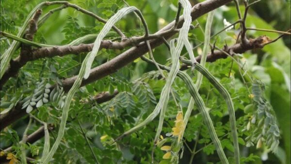WEF Talks About Health Benefits Of Moringa. Desi Twitter Says "Tell Me Something I Don't Know" - RVCJ Media