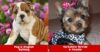 15 Dog Cross-Breeds That Will Make You Go Awwww RVCJ Media