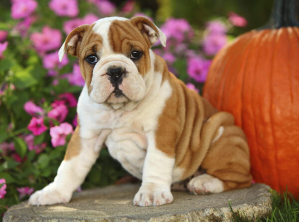 15 Dog Cross-Breeds That Will Make You Go Awwww - RVCJ Media
